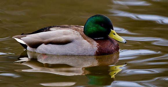 Mallard...reflections...Norway  "Anas platyrhynchos"