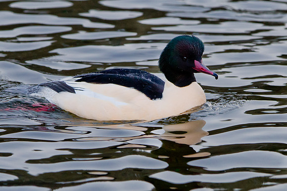 Goosander.. male.... Norway.."Mergus merganser"