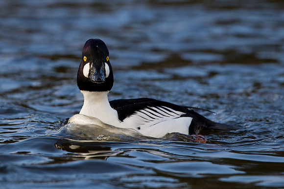 Goldeneye...."Bucephala clangula"