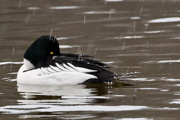 Goldeneye in hailstorm... Norway...."Bucephala clangula"