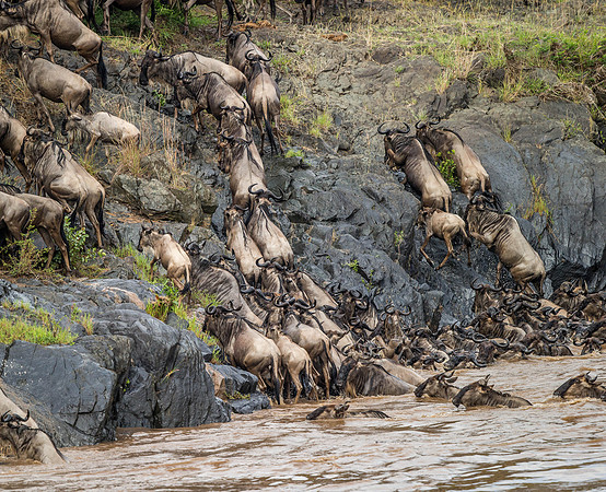 _D9R4598.. Wildebeest...."Connochaetes taurinus"..Masai Mara