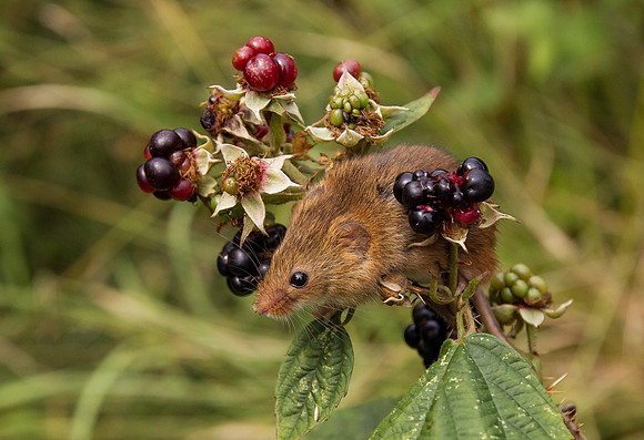 Harvest Mouse ..." Micromys minutus" on Blackberry branch.