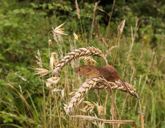 Harvest Mouse ..." Micromys minutus" In open habitat