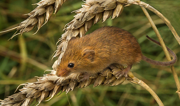 Harvest Mouse ..." Micromys minutus"