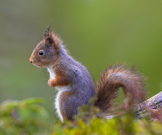 _X3M0049-03 .. Red Squirrel ..."Sciurus vulgaris" Norway"