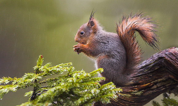 _X3M0077-01 ... Red Squirrel ...."Sciurus vulgaris" In heavy rain Norway.