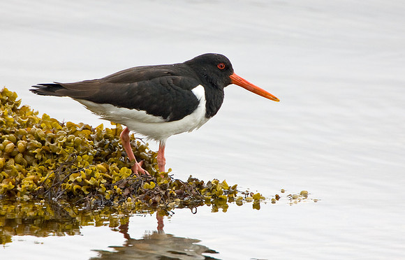 Oystercatcher at waters edge .... "Haematopus ostralegus"