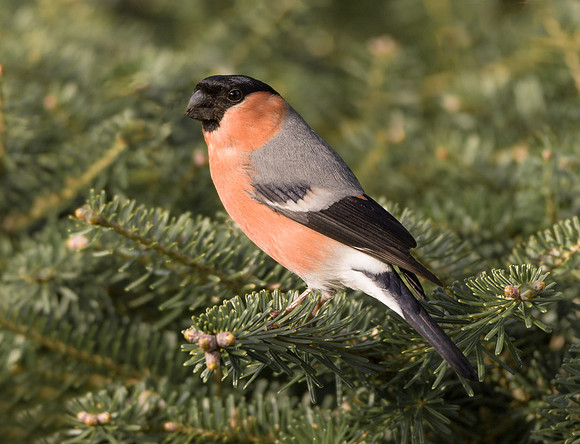 MG_3084 ... Male Bullfinch ...."Pyrrhula pyrrhula"