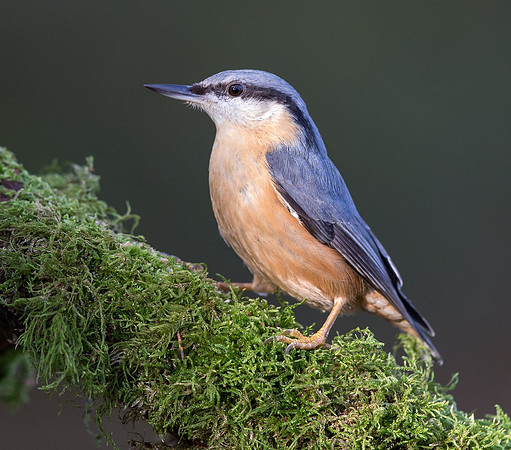 _D9R2535  .... Nuthatch ..."Periparus ater"