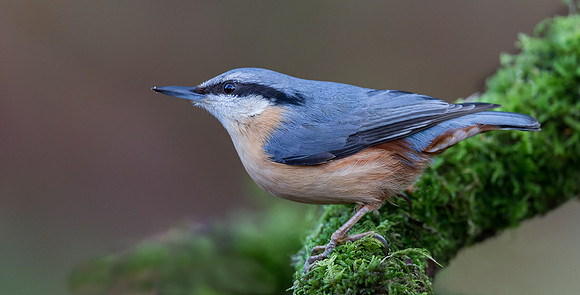 _D9R2319 ... " "Nuthatch ..."Periparus ater"