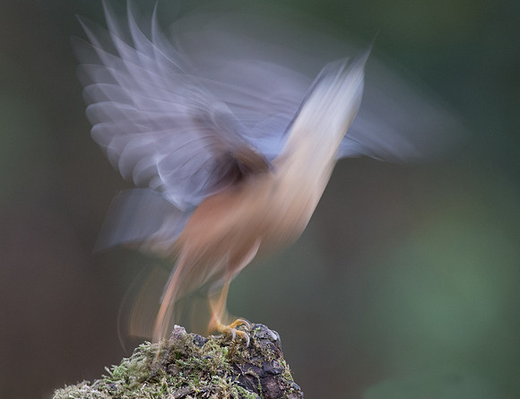 _D9R2046  ..."Nuthatch ..."Periparus ater"