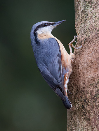 _D9R2070 ... "Nuthatch ..."Periparus ater"