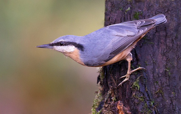 _D9R1299 ... Nuthatch ..."Periparus ater"