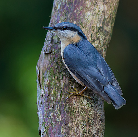 _D9R1263  ....Nuthatch ..."Periparus ater"