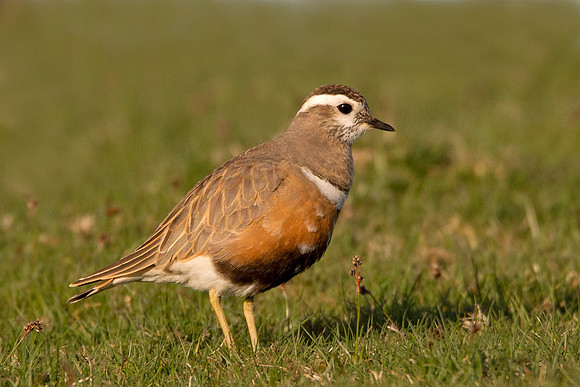 Dotterel    ..... "Charadrius morinellus"