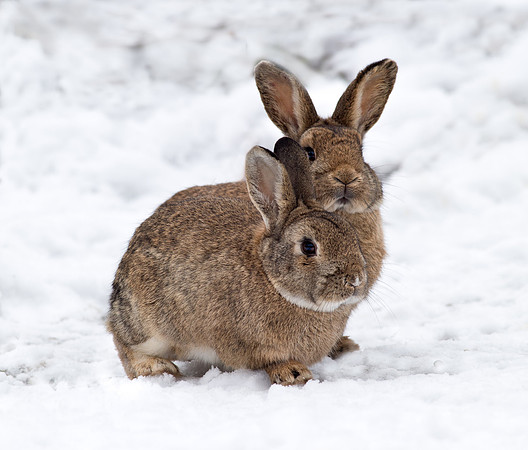 _D9R9719 ... ...  Wild Rabbit ..." Oryctolagus cuniculus" In snow