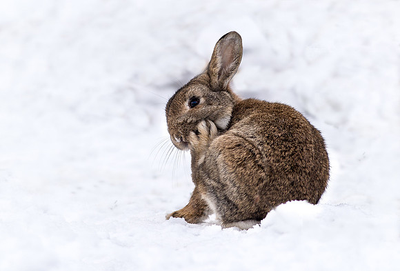 _D9R9788 .......  Wild Rabbit ..." Oryctolagus cuniculus" preening