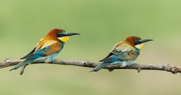 European Bee-eater .."Merops apiaster"