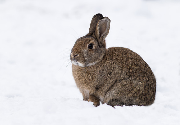 _D9R9790 ...  Wild Rabbit ..." Oryctolagus cuniculus" In snow