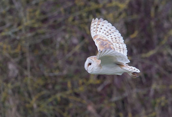 _D9R9635 .... Barn Owl ..."Tyto alba"... Hunting along hedgerows