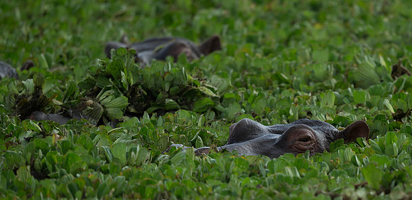 _D9R3882 ...Hippopotamus... "Hippopotamus amphibius" ..Masai Mara Kenya
