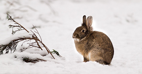 _D9R9699 ..... Wild Rabbit ..." Oryctolagus cuniculus"
