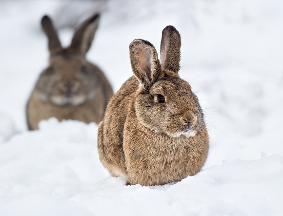 _D9R9944 .... Wild Rabbit ..." Oryctolagus cuniculus"
