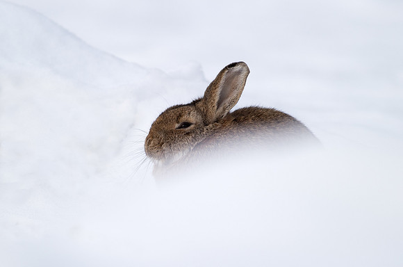 _D9R0096  ... Wild Rabbit ..." Oryctolagus cuniculus"...