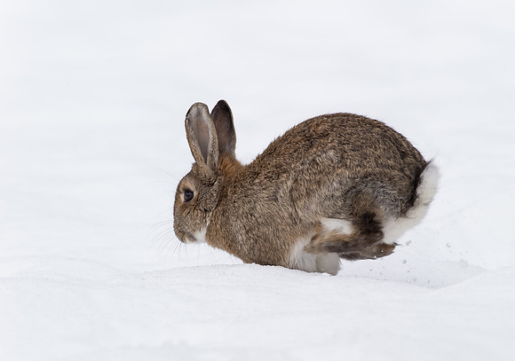 _D9R0055... Wild Rabbit ..." Oryctolagus cuniculus"...
