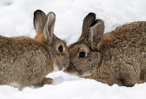 _D9R9929 ...,Wild Rabbit ..." Oryctolagus cuniculus"... a tender moment.