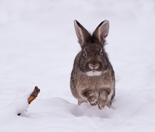 _D9R9963 .... Wild Rabbit ..." Oryctolagus cuniculus" Coming towards the camera.