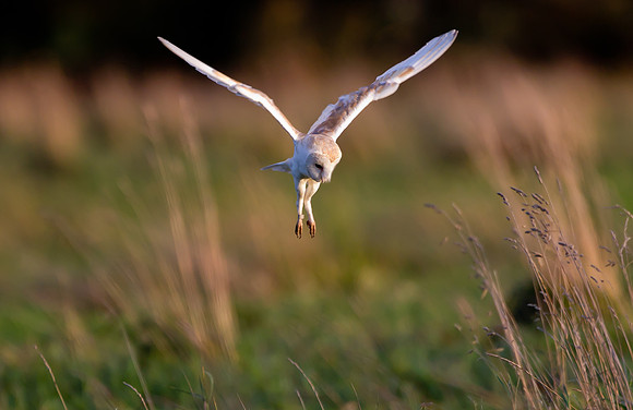 Barn Owl...."Tyto alba"