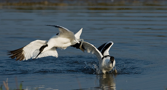 Avocets fighting......"Recurvirostra avosetta"