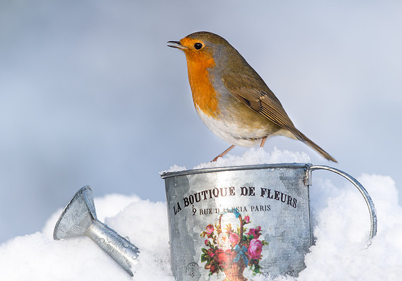 _D9R9877.... Robin ....."Erithacus rubecula"  Singing.