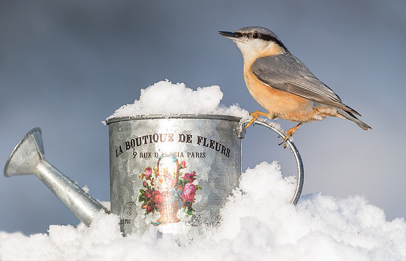 _D9R9838 .....  Nuthatch ..."Periparus ater"