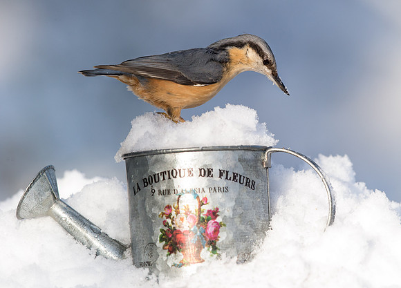 _D9R9847.....  Nuthatch ..."Periparus ater"