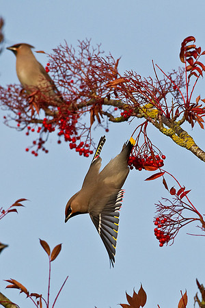 Waxwings