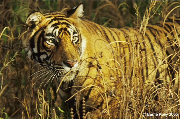 Bengal Tiger hunting Ranthambhore National Park India.