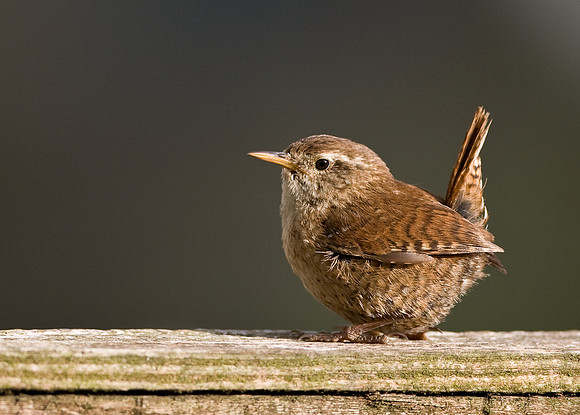 Wren    .... "Troglodytes troglodytes"