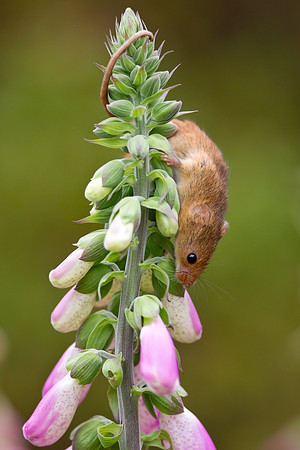 Harvest Mouse on Foxglove..... "Micromys minutus"