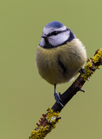 _D9R0481 ... Blue Tit ... "Parus caeruleus"...