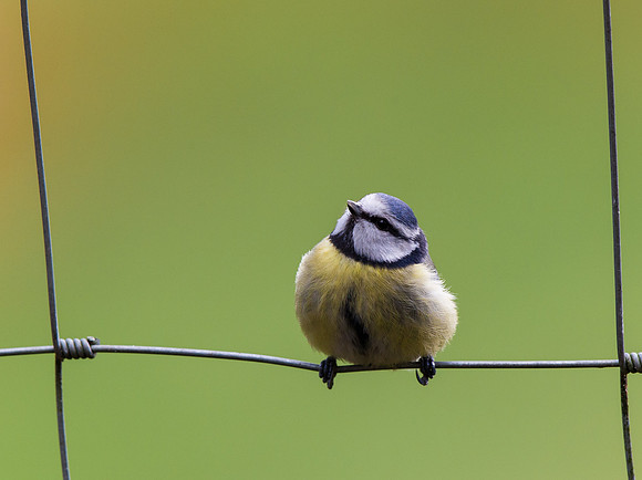 _D9R0488... Blue Tit ... "Parus caeruleus"...