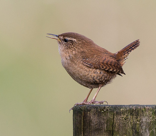 _D9R0408 .... Wren .... "Troglodytes troglodytes"