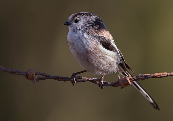 GD9R1376 .... Long Tailed Tit ... "Aegithalos caudatus"