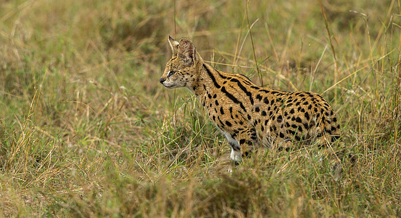 _D9R5466..Serval..."Leptailurus serval".. Masai Mara Kenya.