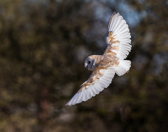 _D9R2435 .... Barn Owl..."Tyto alba"...