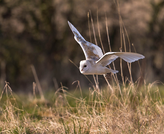 _D9R2258 .... Barn Owl..."Tyto alba"...