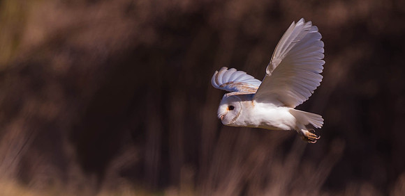 _D9R2459  .... Barn Owl..."Tyto alba"...