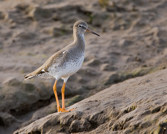 Redshank on mud flats at low tide   ...."Tringa totanus"