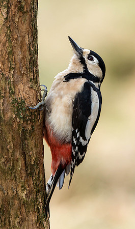_J0A1085 ... Great Spotted Woodpecker ...."Dendrocopos major" female.